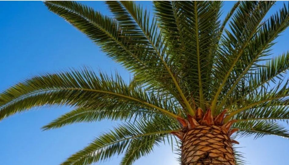 A palmeira faz parte dos símbolos do Domingo de Ramos